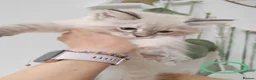 Ragdoll cats for sale: Adorable Ragdoll x Siberian mix kittens - Advert 5