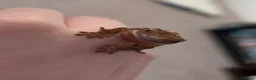 Gecko reptiles for sale: Baby Crested Geckos For Sale - Advert 3