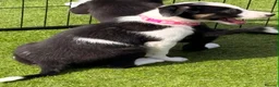 Border Collie dogs for sale: Border collie puppies  - Advert 4