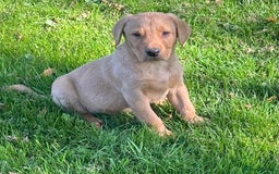 Labrador Retriever dogs for sale: Handsome Labrador Puppies - Image 1