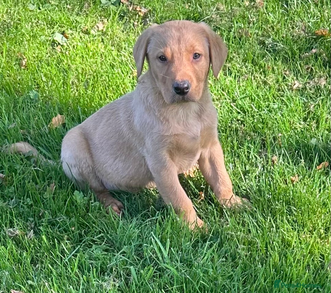 Labrador Retriever dogs for sale: Handsome Labrador Puppies - Image 1