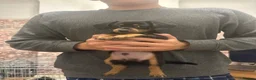 Mixed Breed dogs for sale: Adorable Dameranian puppy’s  - Advert 11