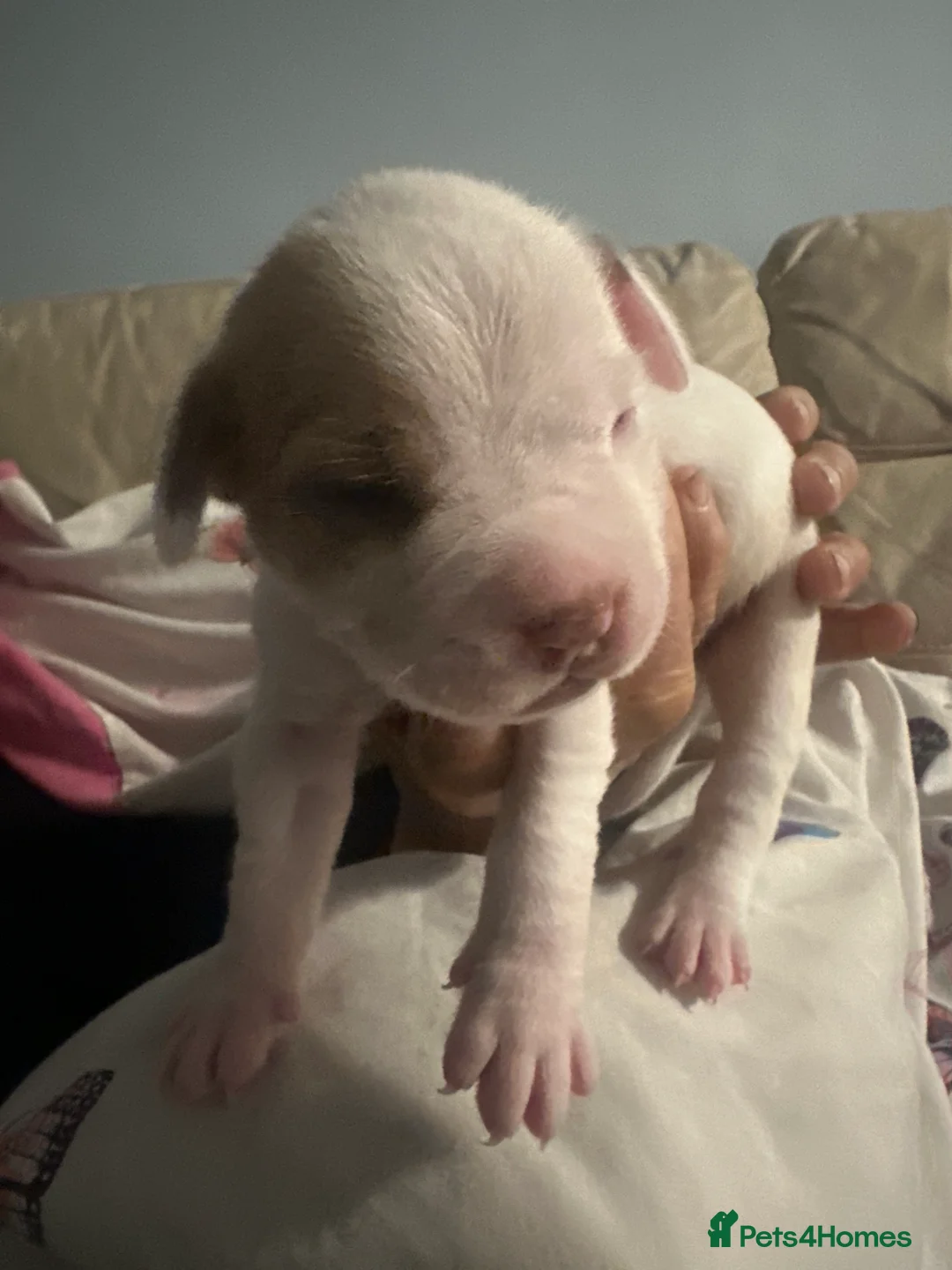 Mixed Breed dogs for sale: Stunning Mastiff puppies - Advert 6