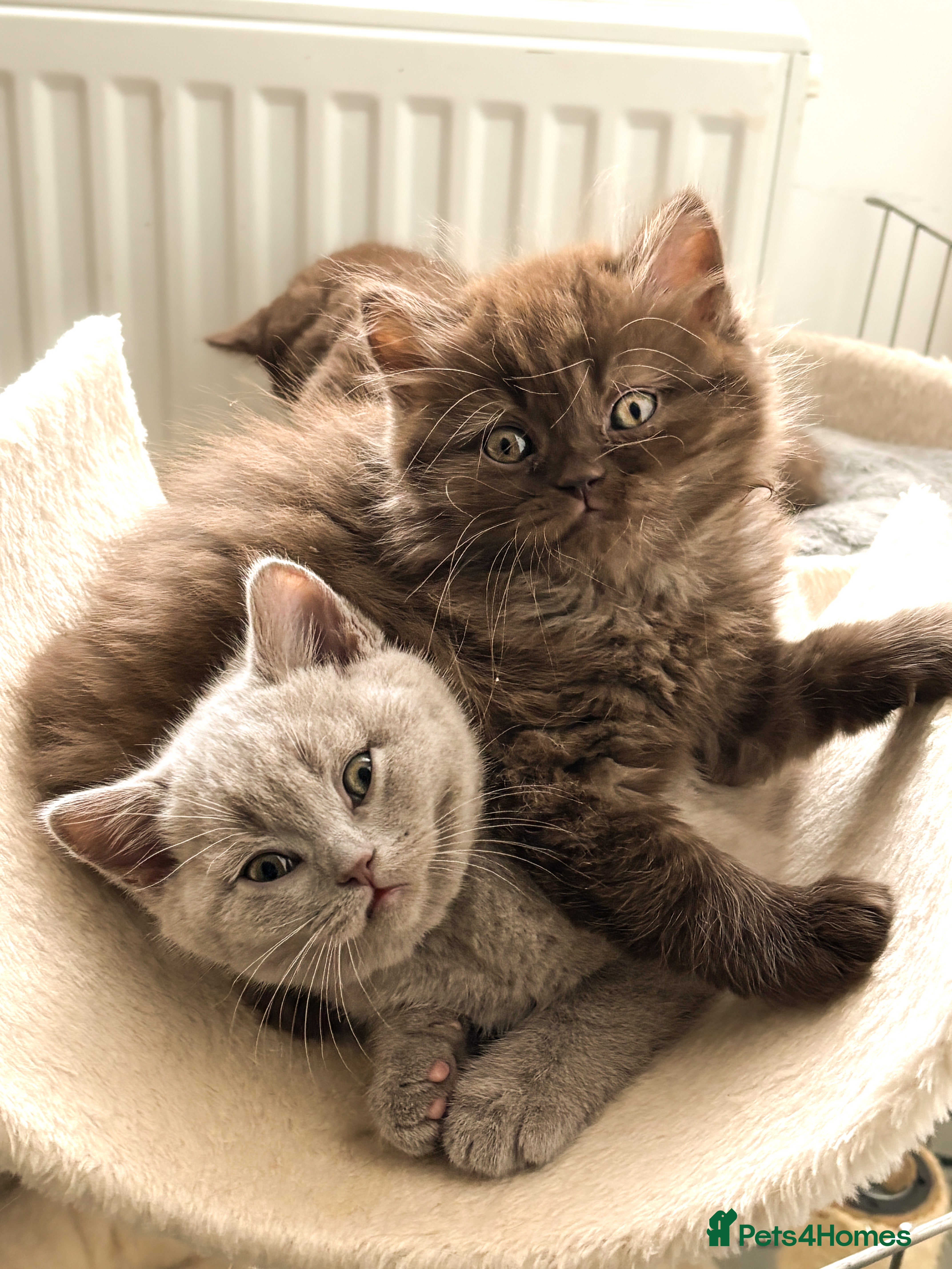 British Shorthair cats British shorthair and longhair  - Advert 1