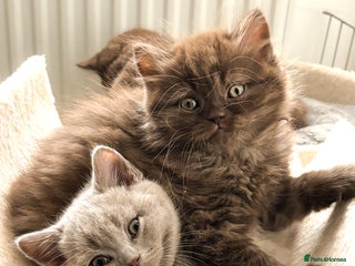 British Shorthair cats British shorthair and longhair - Advert 2