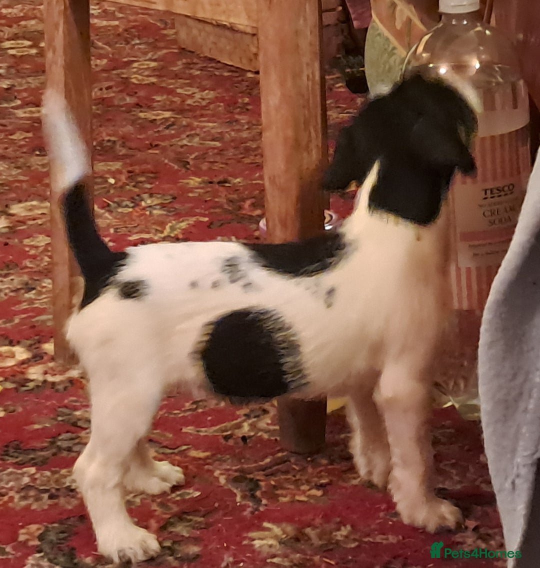 Jack Russell dogs for sale: KC Jack Russell pups, DNA Clear- LOA, SCA, PLL - Advert 28