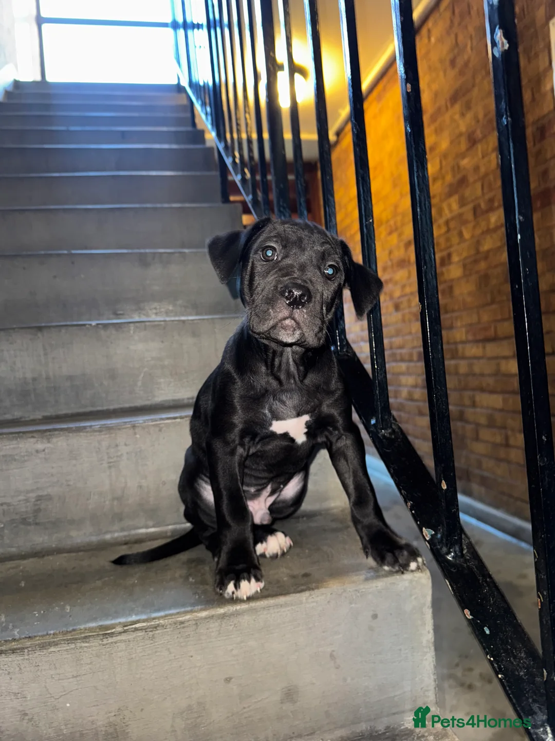 Mixed Breed dogs for sale: 3 Puppies left for Good homes  in London - Advert 4