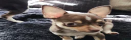 Chihuahua dogs for sale: Heart stopping life changing babies!  in Harlow - Advert 1