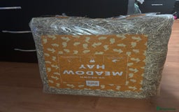 Guinea Pig rodents for sale: 2 Guinea pigs - Advert 5