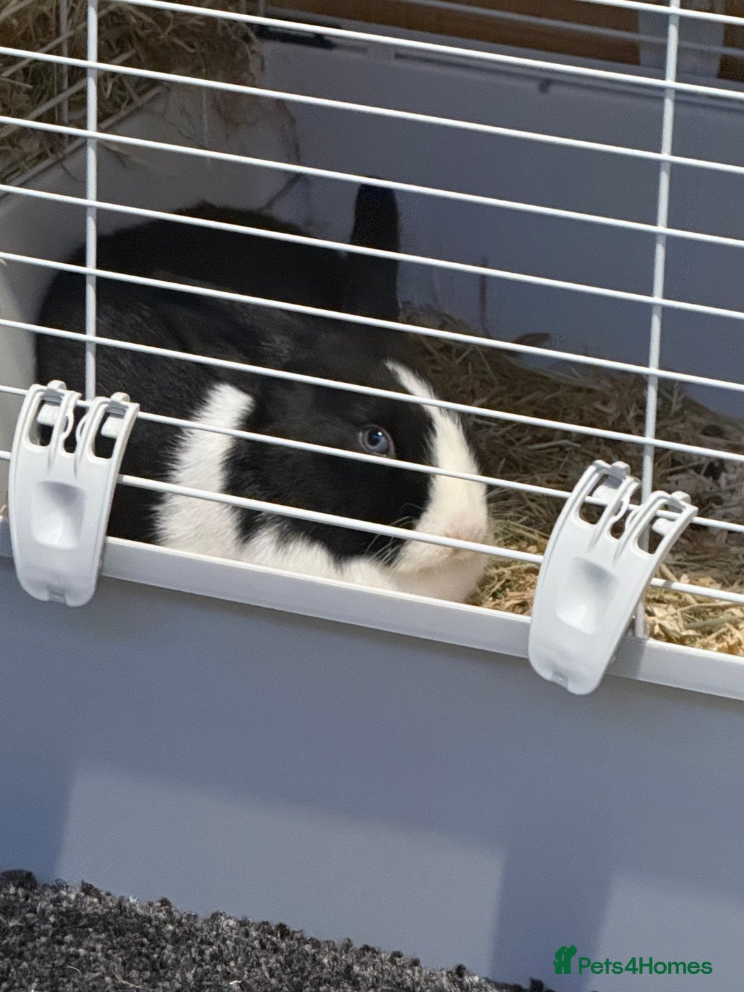 Dutch rabbits for sale: Dutch rabbit - Advert 1