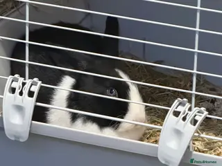 Dutch rabbits Dutch rabbit - Advert 1