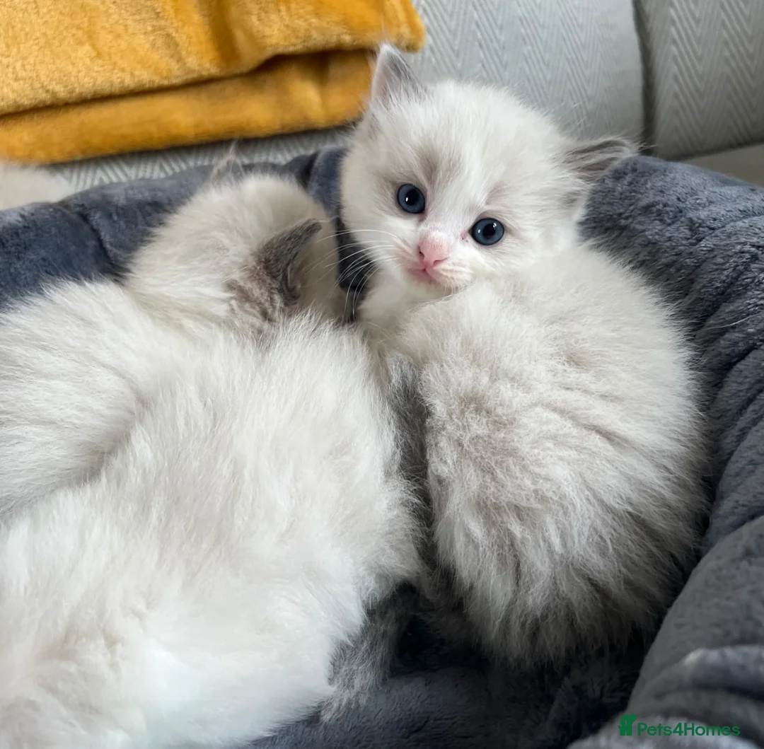 Ragdoll cats for sale: Gorgeous Ragdoll kittens  in Larkhall - Advert 8