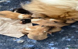 Rough Collie dogs for sale: Unaffected KC Reg Rough Collie Puppies Available  - Advert 2