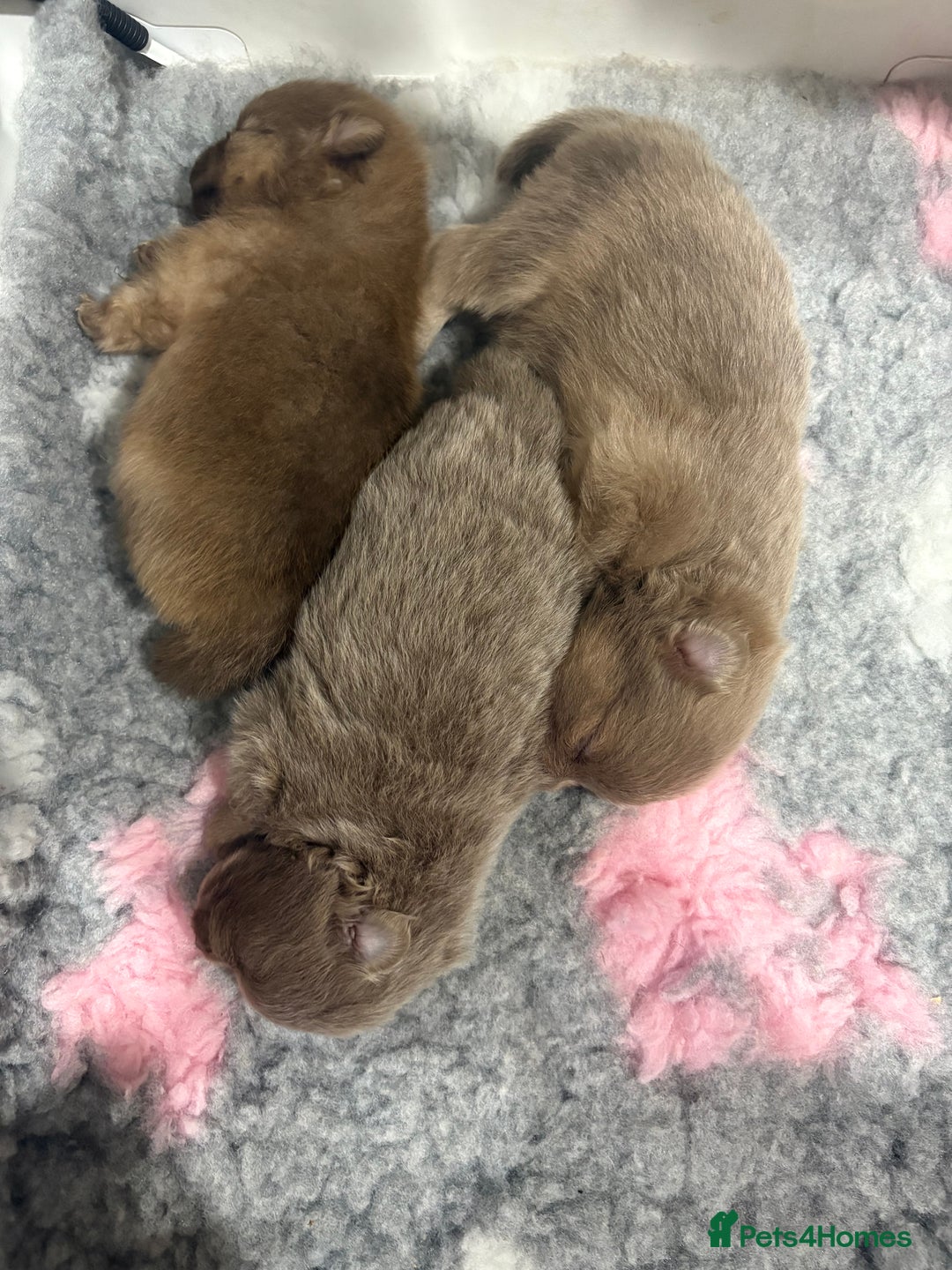 Pomeranian dogs for sale: Lavender/lilac/chocolate/tan pomeranians - Image 4