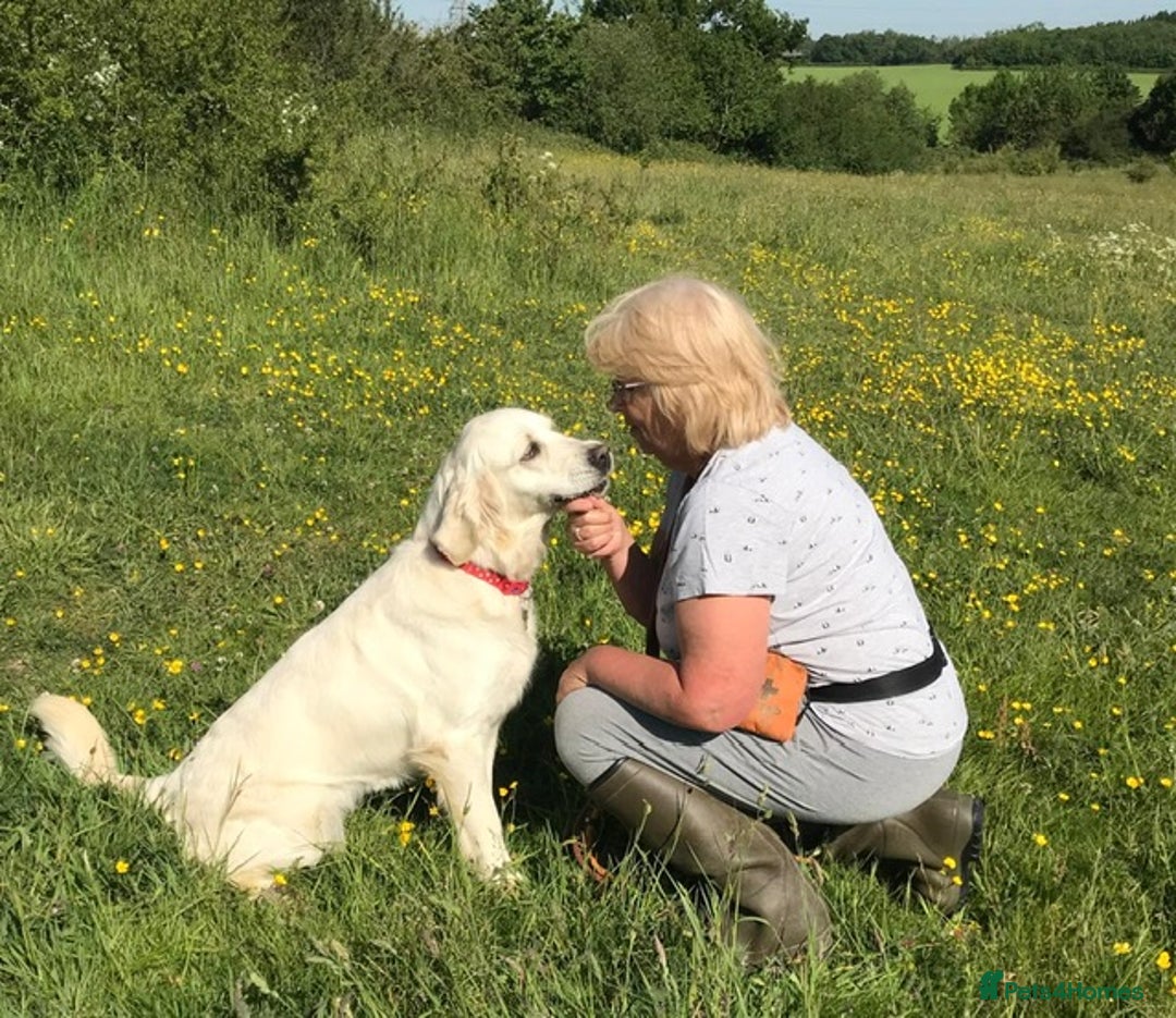 Golden Retriever dogs for sale: Golden retriever puppy’s from licensed breeder - Image 14