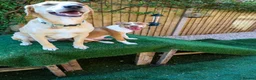 Mixed Breed dogs for adoption: Loyal by name - Loyal in nature - Advert 30