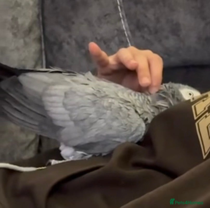 Parrots birds Tamed and talkative Female African Grey  - Advert 11