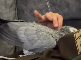 Parrots birds Tamed and talkative Female African Grey - Advert 11