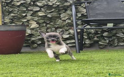 Chihuahua dogs for sale: Chihuahua female puppies  - Image 12