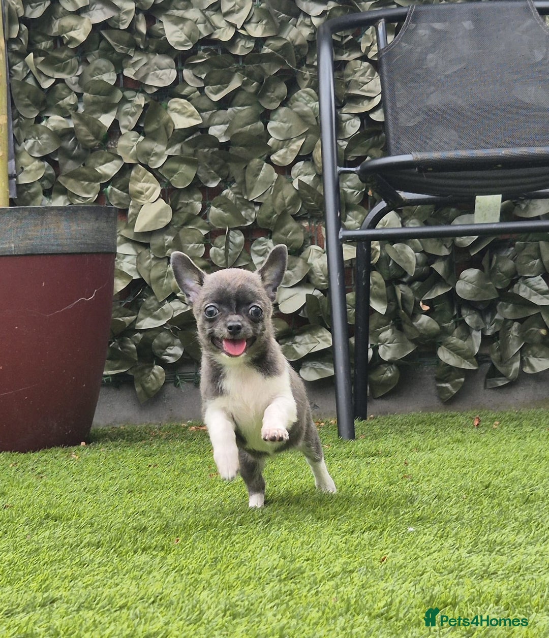 Chihuahua dogs for sale: Chihuahua female puppies  - Image 12