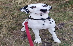 Mixed Breed dogs for sale: Dalmador Puppies for sale - Image 3