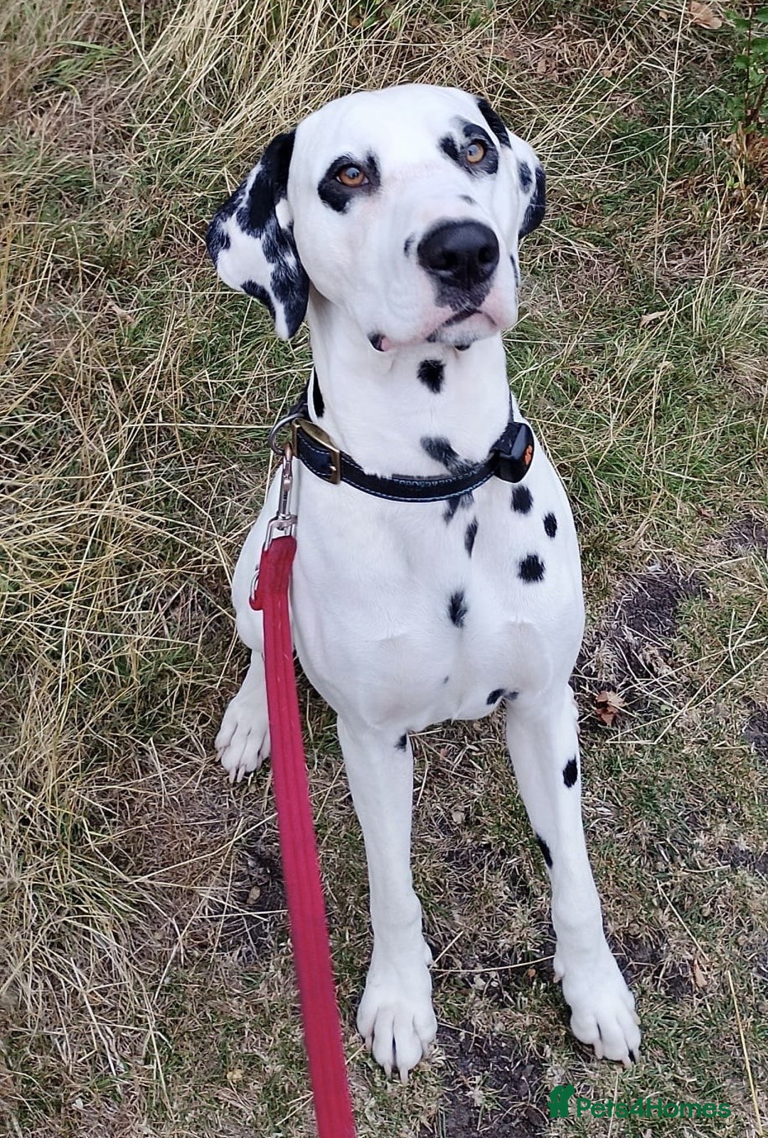 Mixed Breed dogs for sale: Dalmador Puppies for sale - Image 3