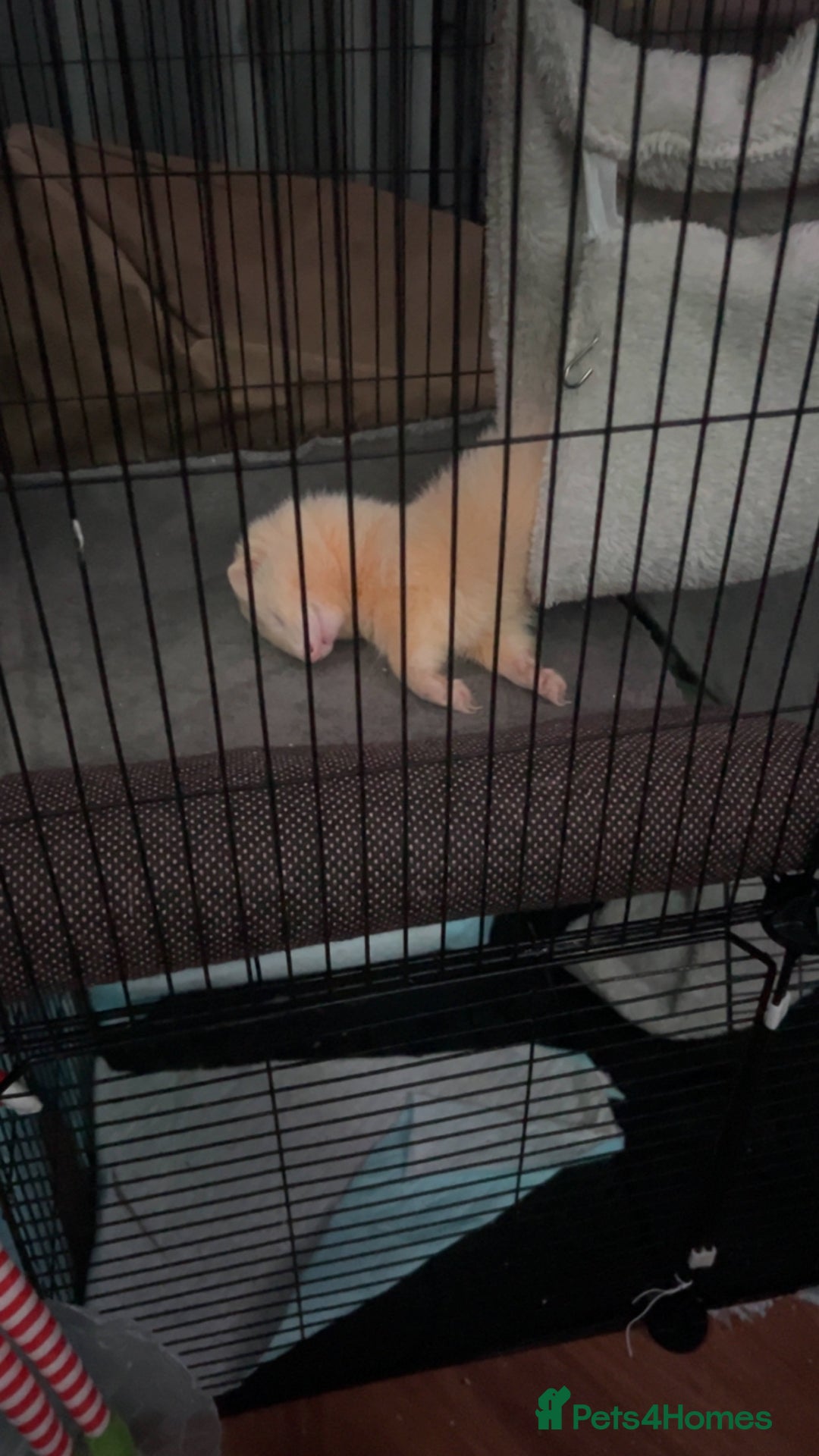 Ferret rodents for sale: Raffaelo  - Advert 2