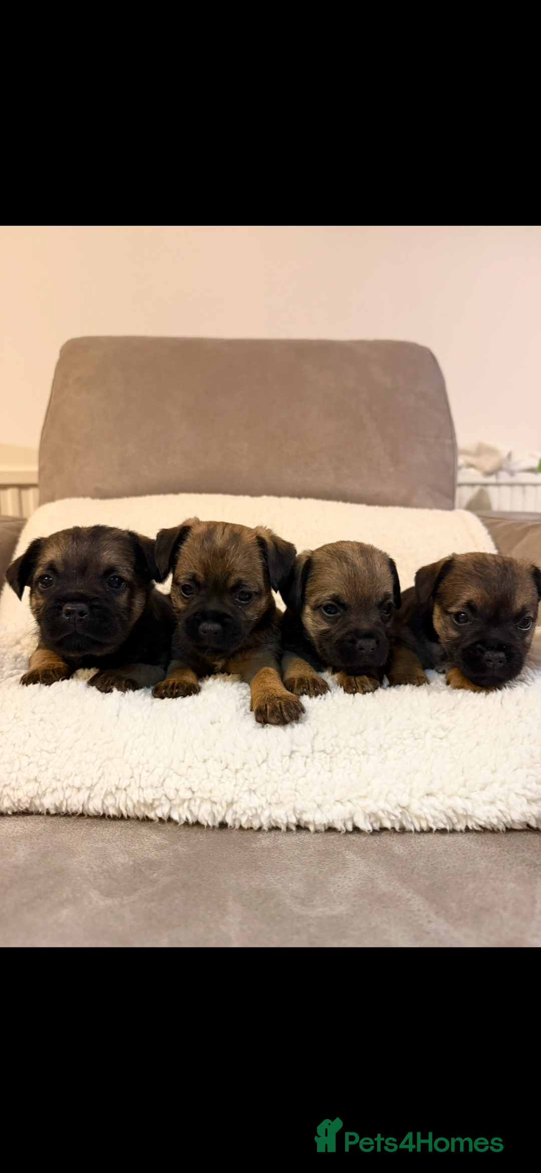 Border Terrier dogs for sale: KC registered border terrier puppies  - Advert 4