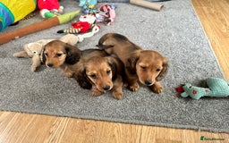 Miniature Dachshund dogs for sale: Longhaired shaded red puppies - Image 3
