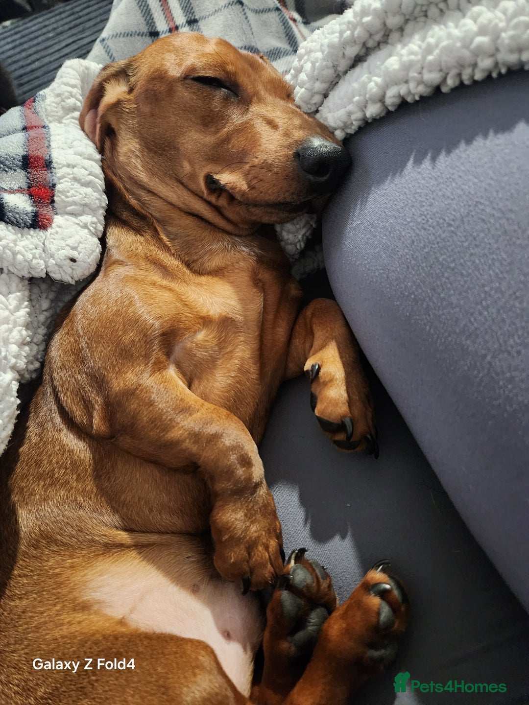 Miniature Dachshund dogs for stud: Miniature Dachshund for stud - Advert 2