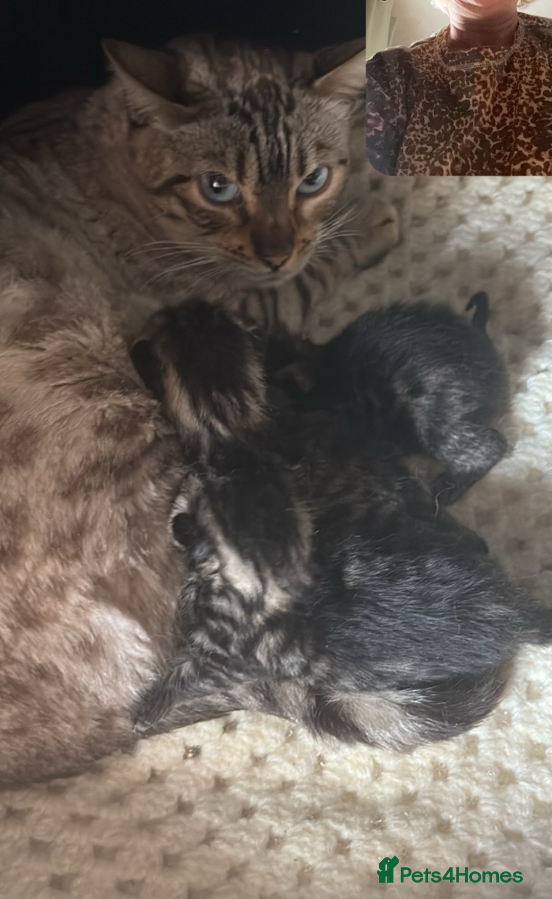 Mixed Breed cats for sale: Stunning snow Bengal x Maincoon kittens  - Image 1