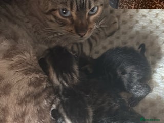 Mixed Breed cats - Advert 1