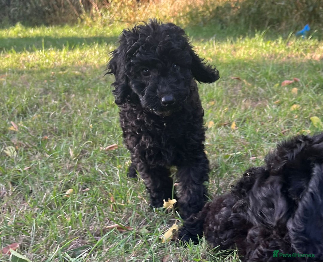 Cockapoo dogs for sale: Cockapoo Puppies - Advert 8