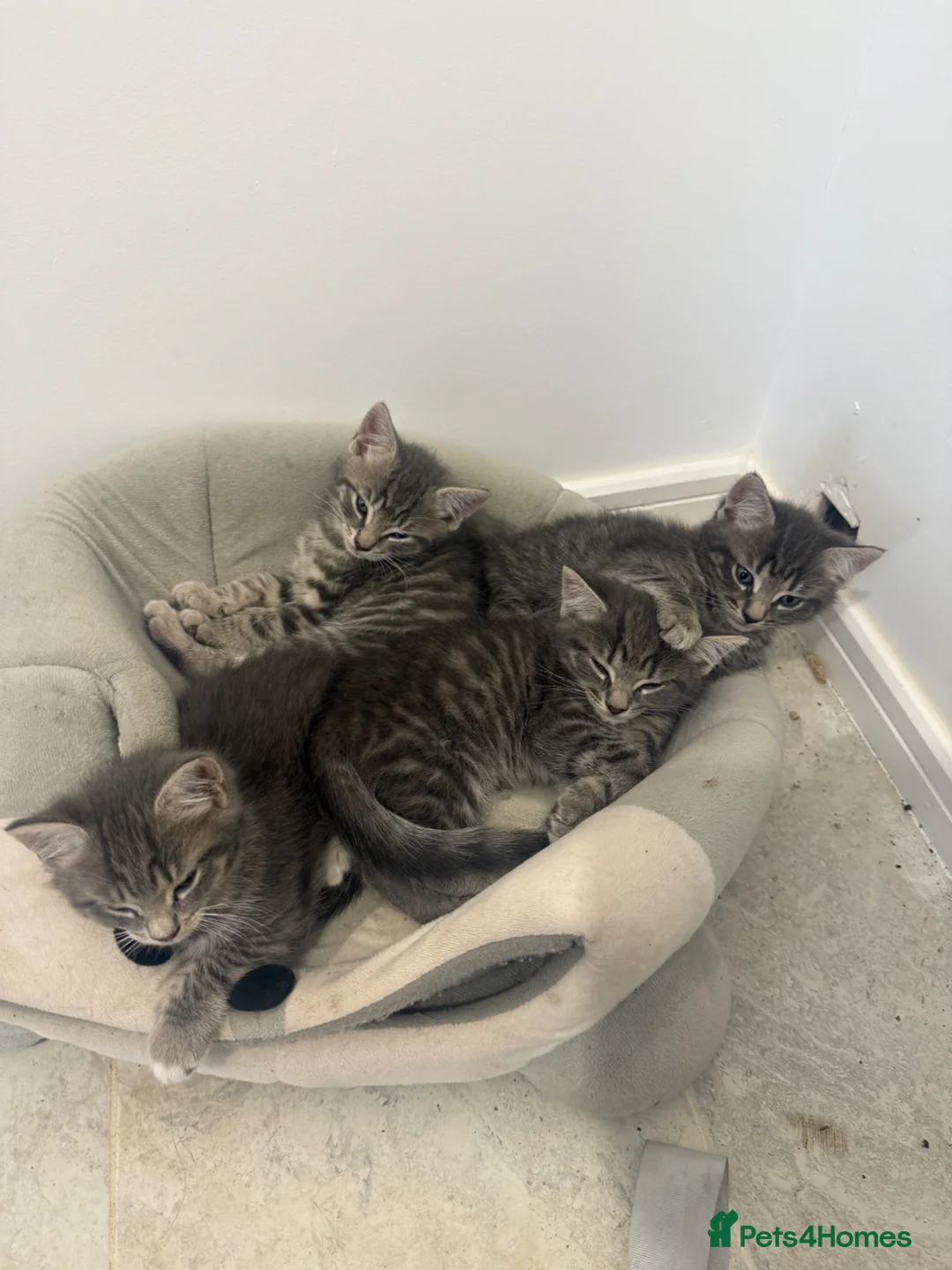 European cats for sale: Kitens - Advert 10