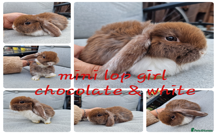 Mini Lop rabbits - Advert 1