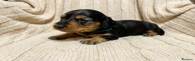 Miniature Dachshund Puppy 1