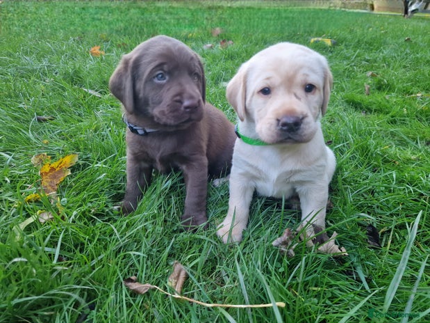 Labrador Retriever dogs - Advert 5