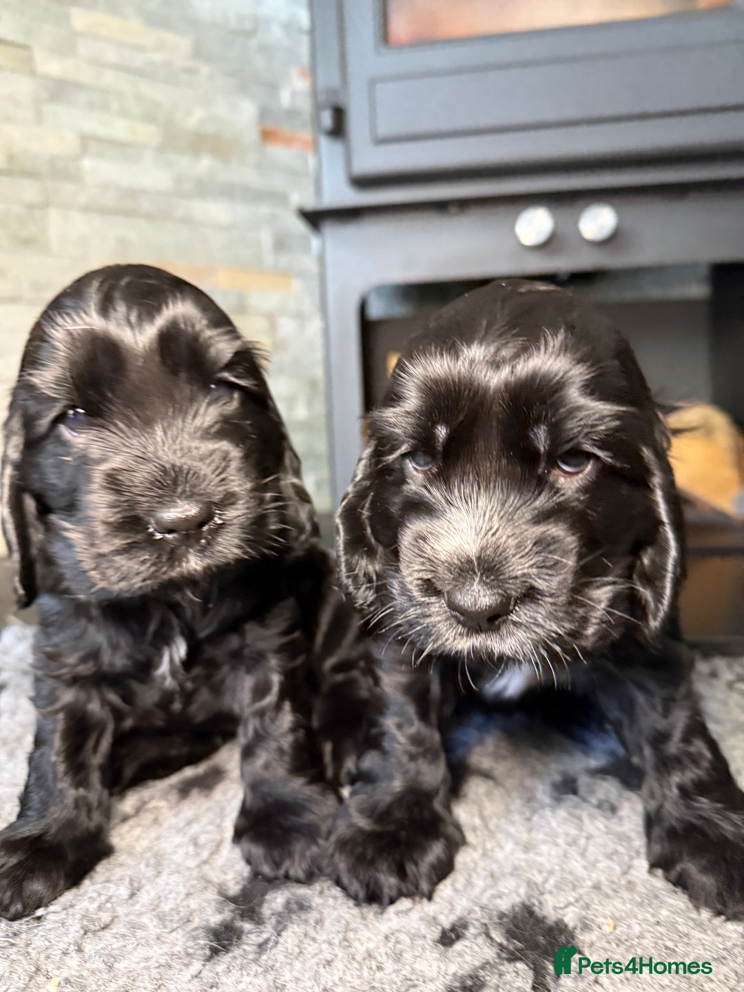 Cocker Spaniel dogs for sale: Show cocker spaniel  - Advert 6