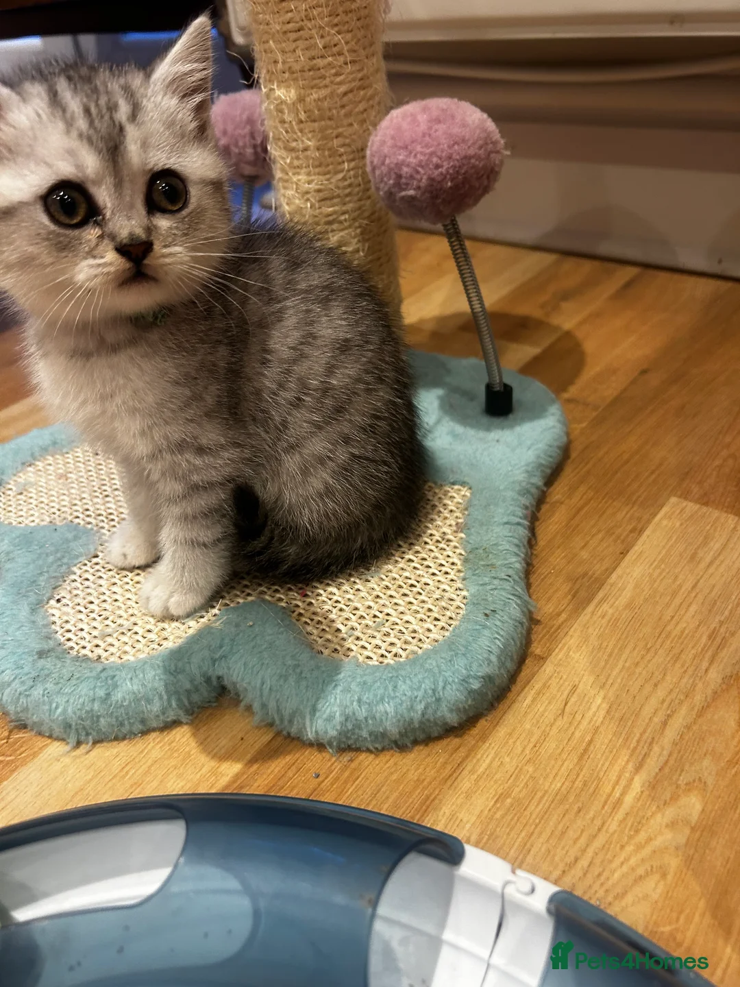 British Shorthair cats for sale: GCCF recommended breeder kittens BSH  - Advert 3