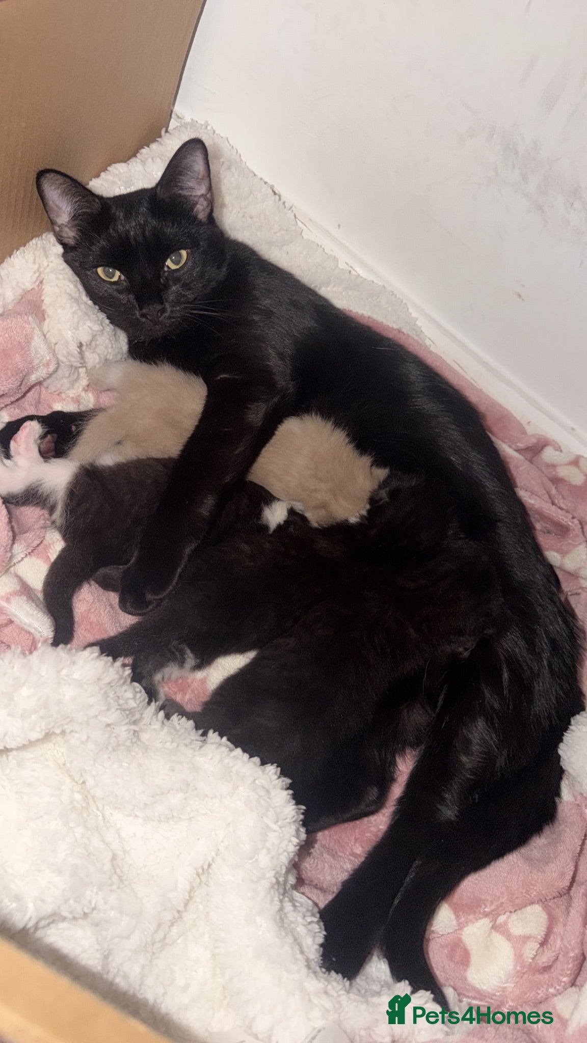 British Shorthair cats Kittens ready 16/08 - Advert 1