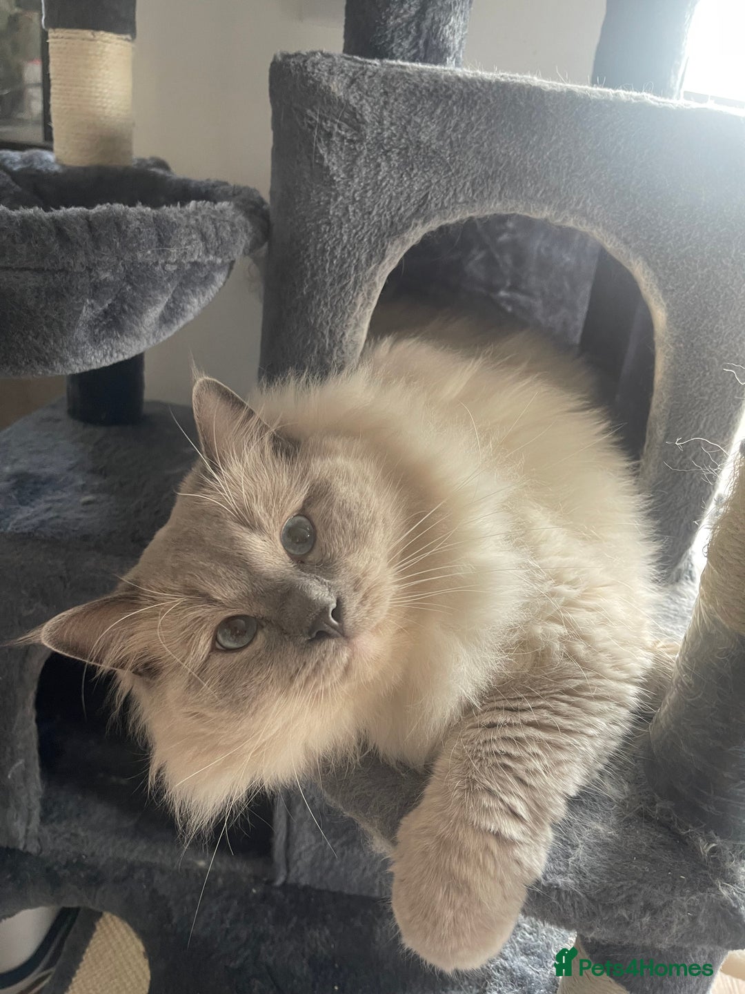 Ragdoll cats for stud: BIG beautiful GCCF & TICA Active Ragdoll Stud! in London - Image 1