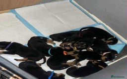 Rottweiler dogs for sale: 10 Rottweiler puppies - Image 14