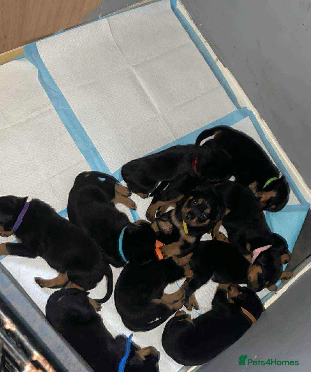 Rottweiler dogs for sale: 10 Rottweiler puppies - Image 14