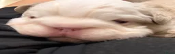 French Bulldog dogs for sale: Two caramel pink husky frenchies  - Advert 5
