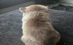 Siberian Husky dogs for sale: Gorgeous Litter of Husky Puppies - Image 28