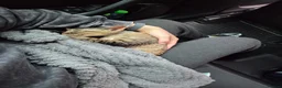 Devon Rex cats for sale: 🐾 Expected Devon Rex Kittens–August 2026 🐾 - Advert 4