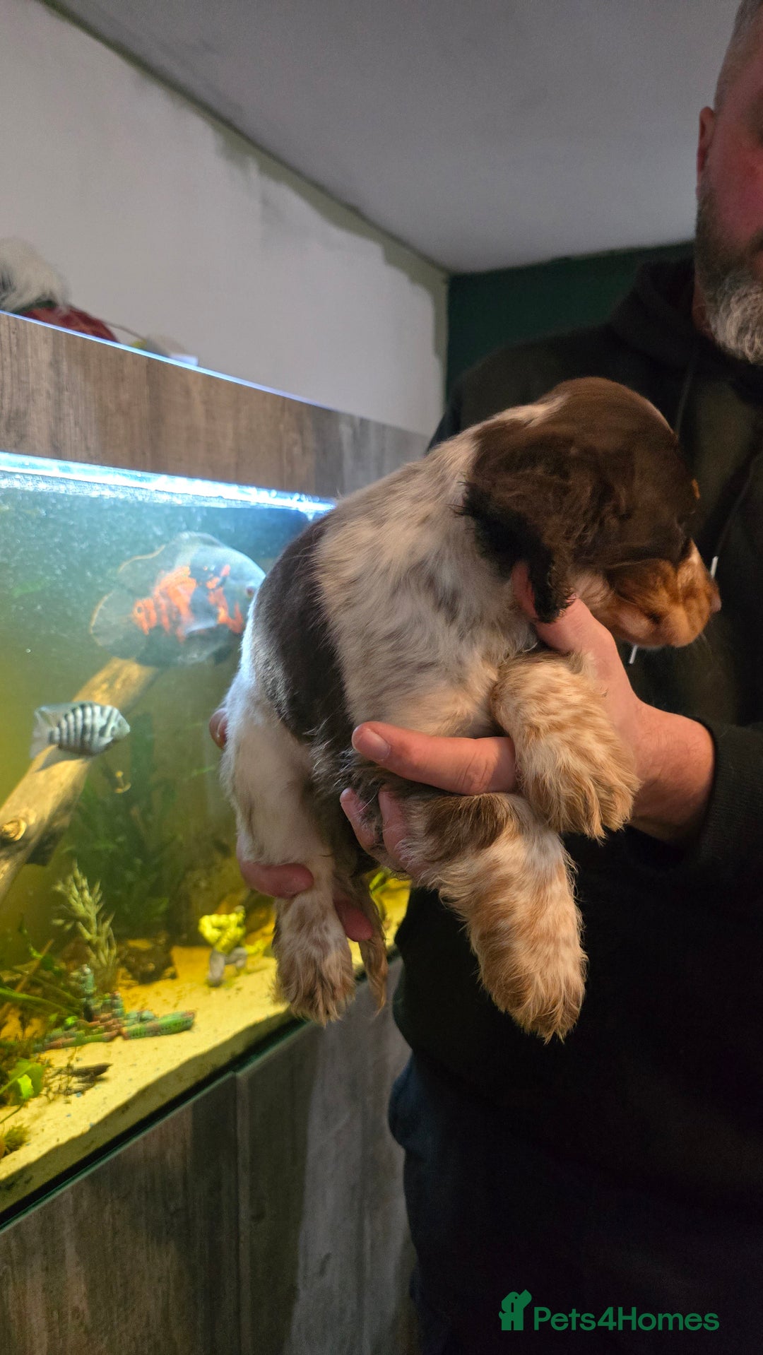 Cocker Spaniel dogs for sale: Chocolate Roan & Tan Cocker Spaniel Puppies - Advert 22