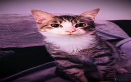 Siamese cats for sale: Kittens for re homing  - Image 2