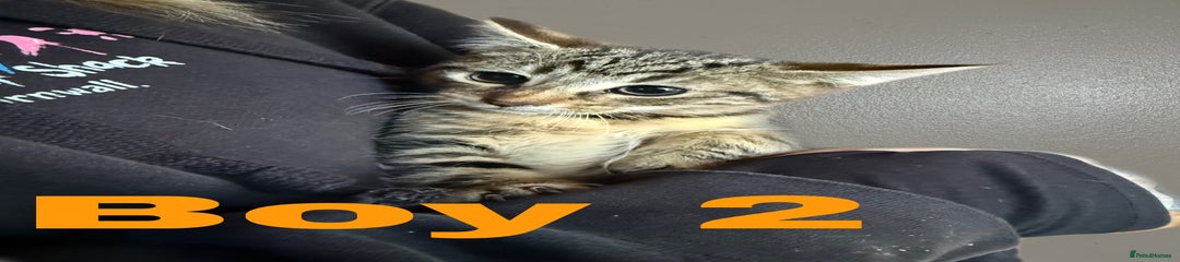 Domestic Shorthair Kitten 2