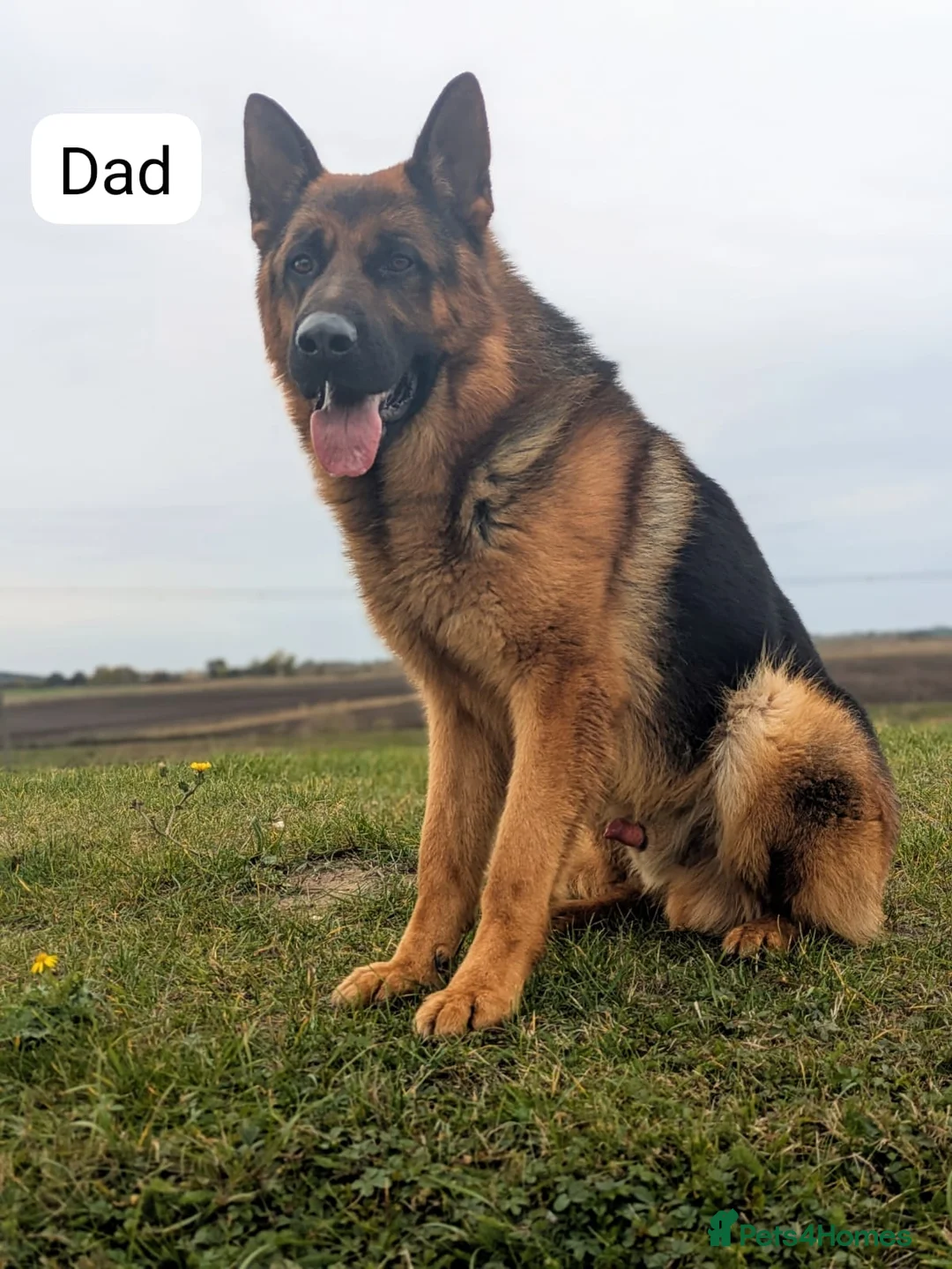 German Shepherd dogs for sale: Champion Show-Line KC Pups, Health Tested Parents - Advert 15